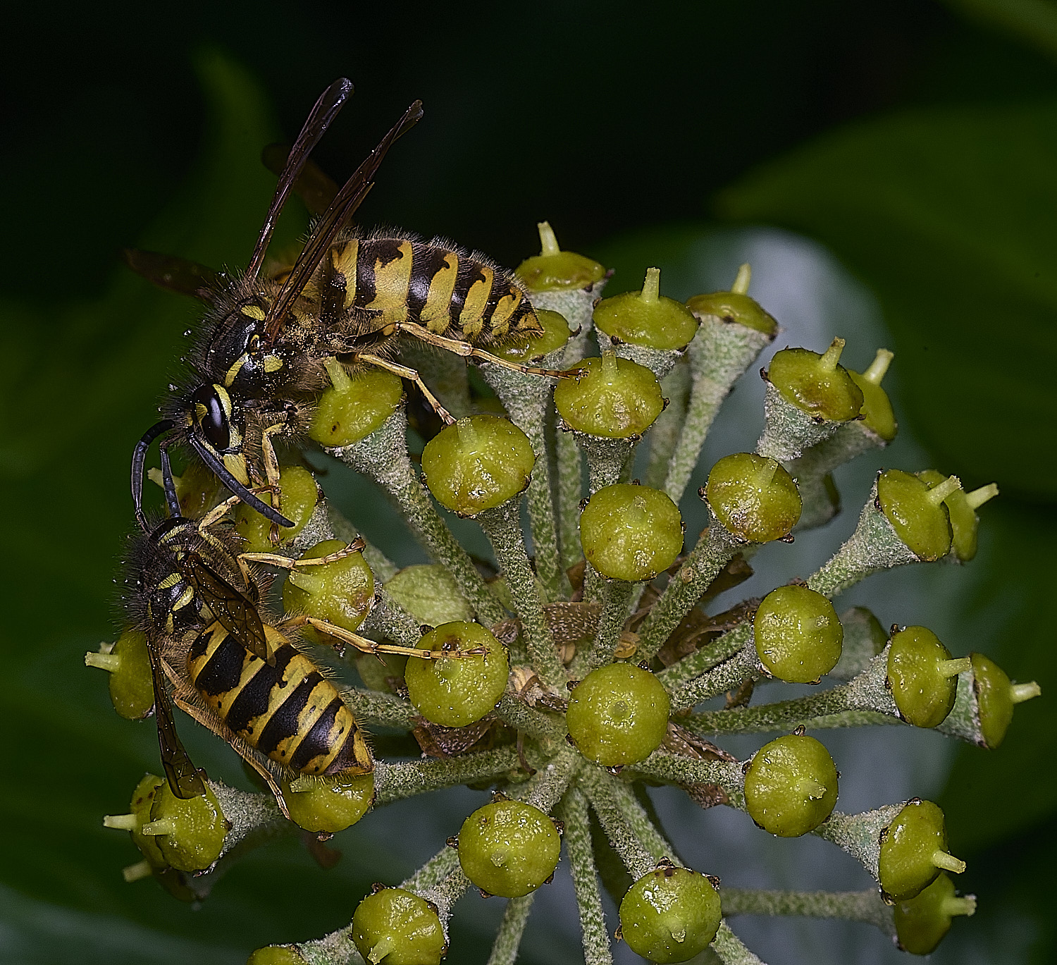 HanworthVvulgarisPairs151025-1