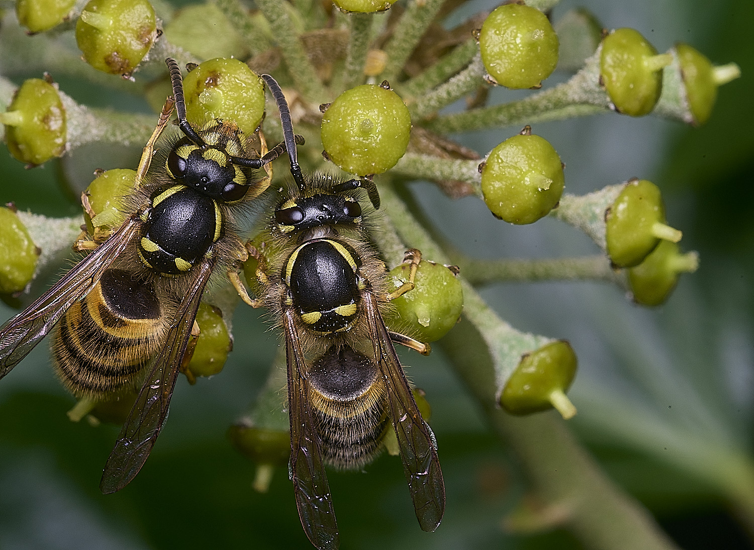 HanworthVvulgarisPairs151025-2