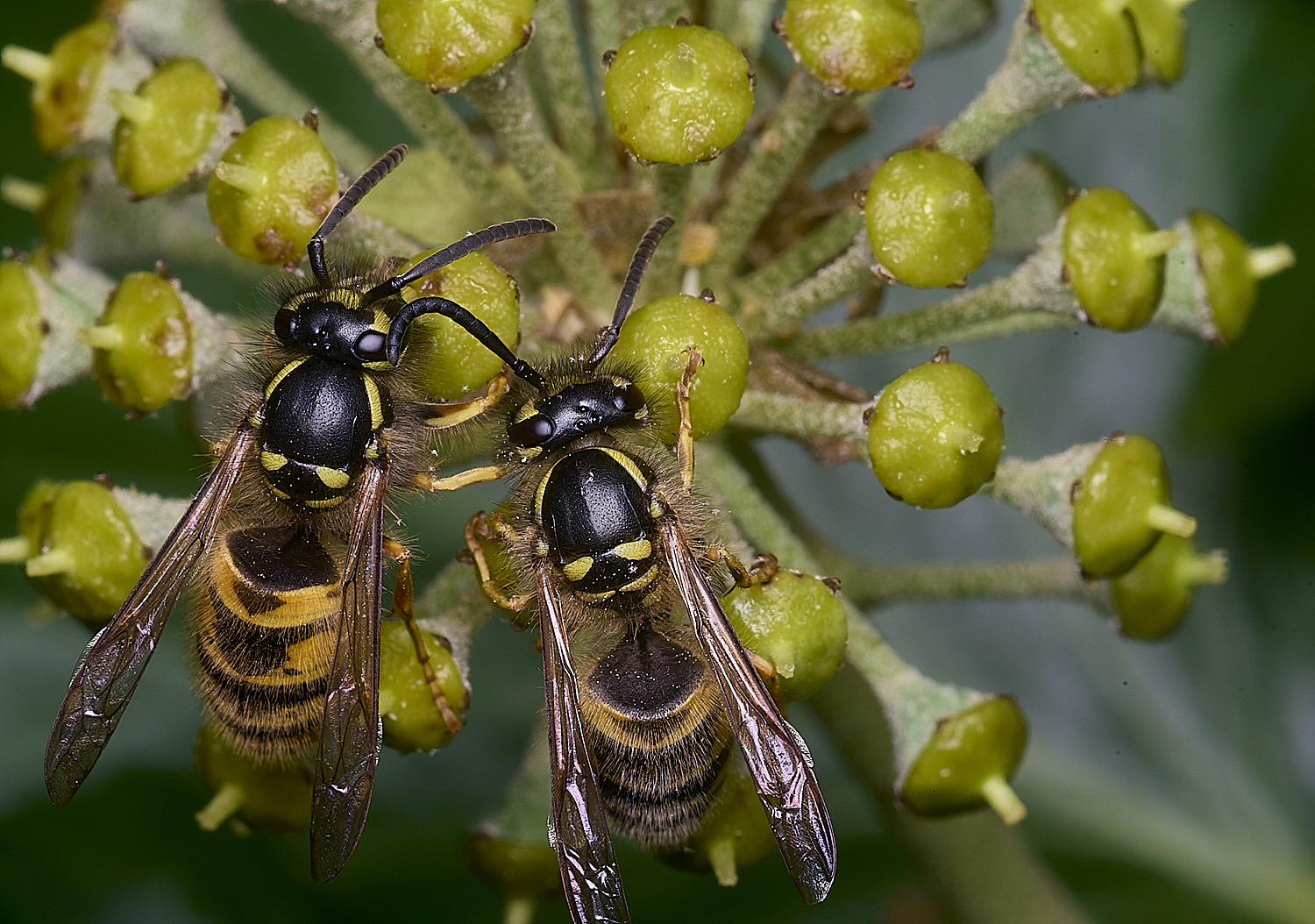 HanworthVvulgarisPairs151025-3