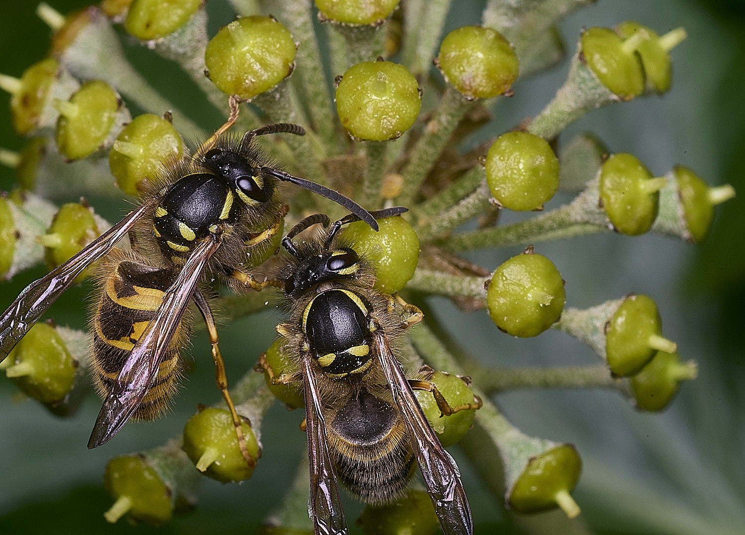 HanworthVvulgarisPairs151025-4