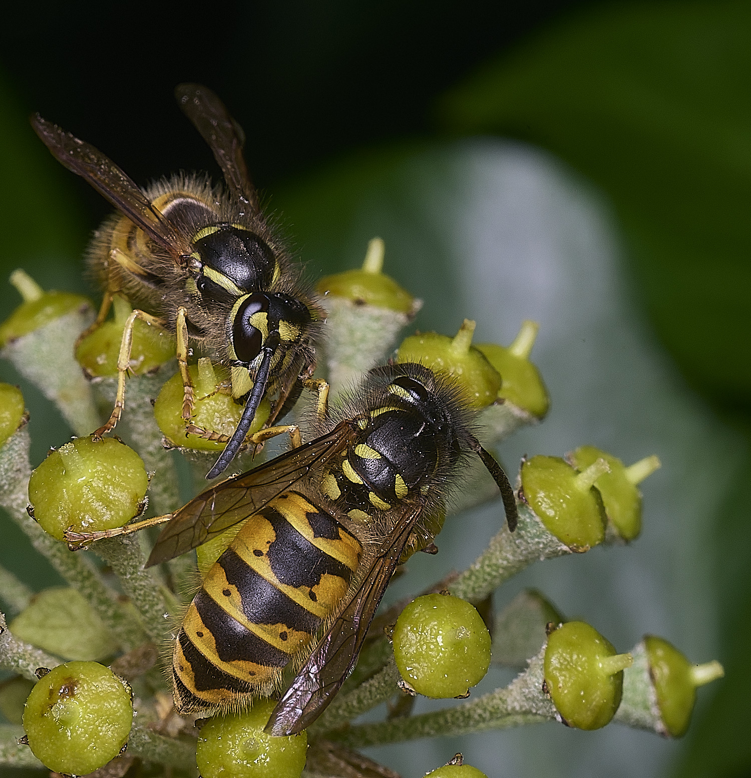 HanworthVvulgarisPairs151025-5