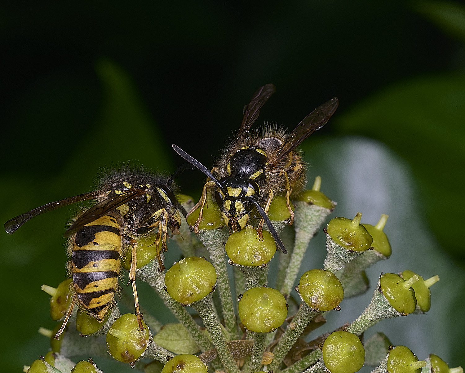 HanworthVvulgarisPairs151025-6