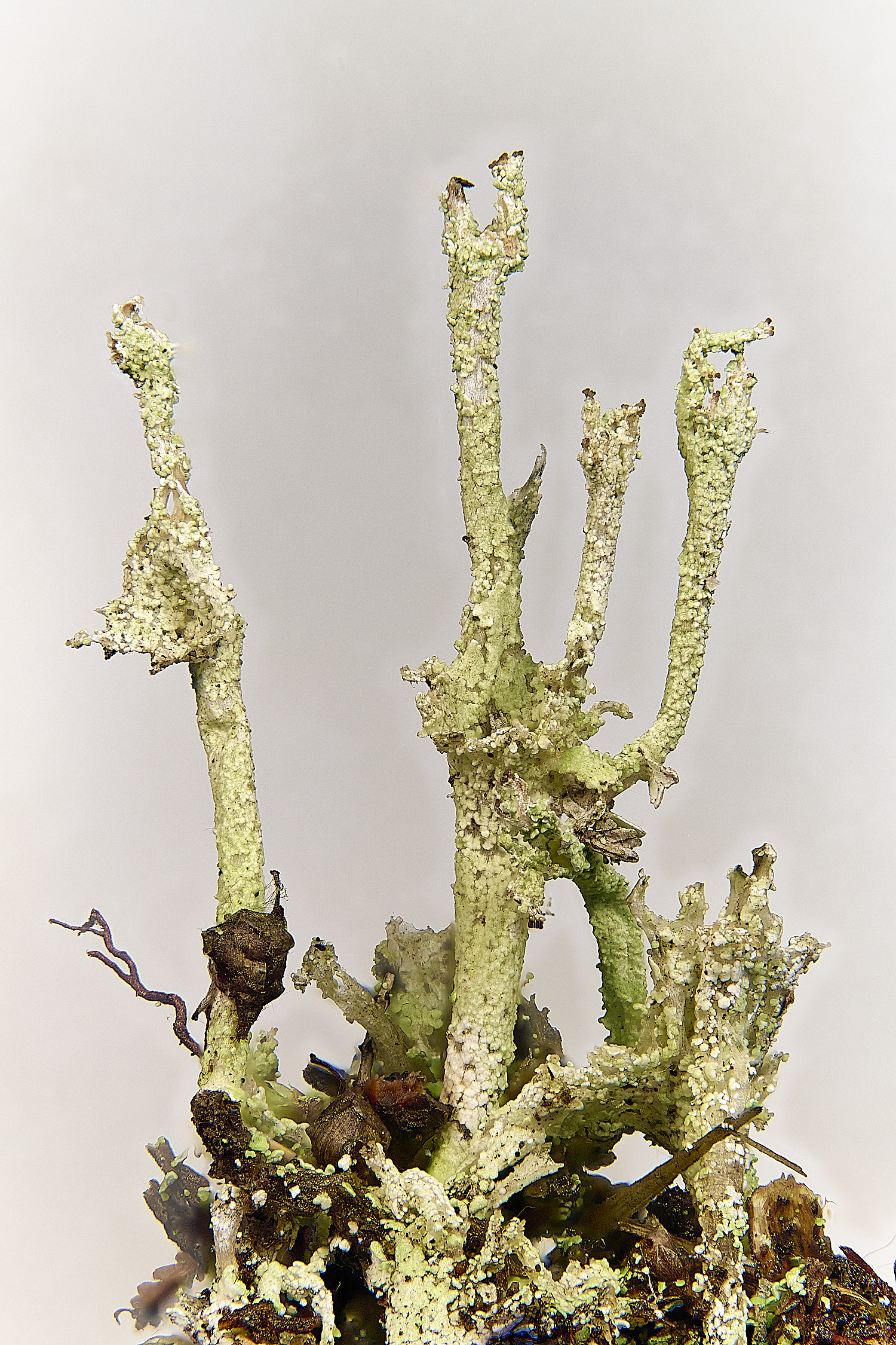 HoltheathCladonia6