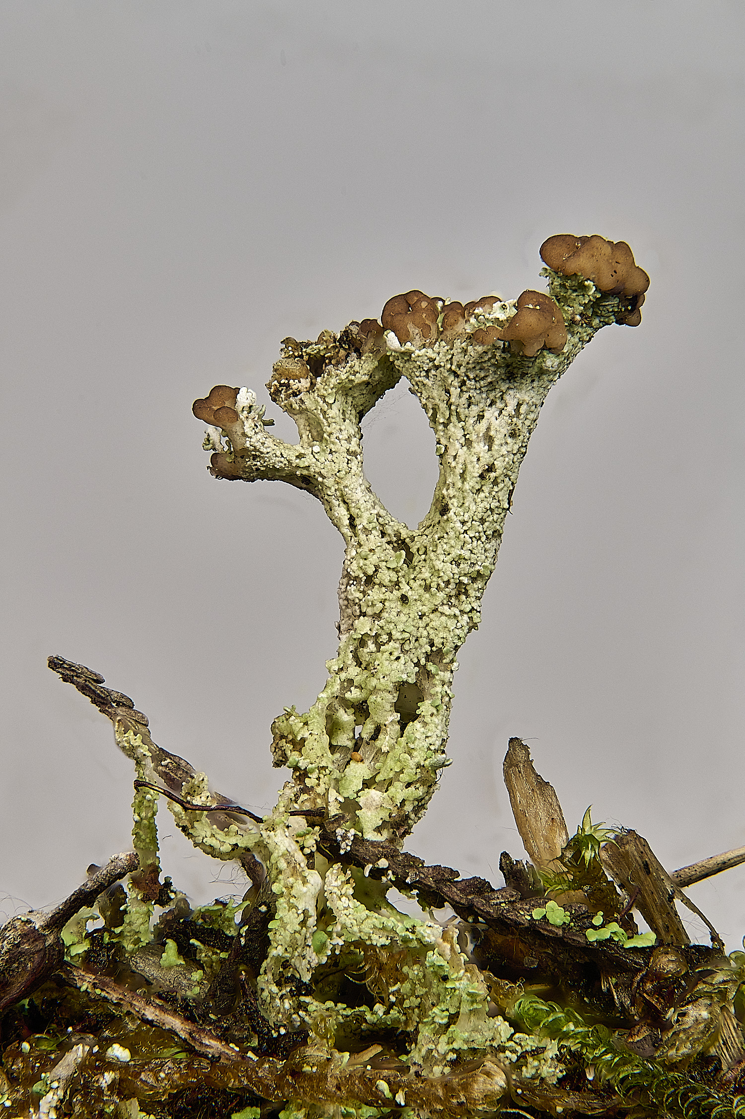 HoltHeathCladonia7