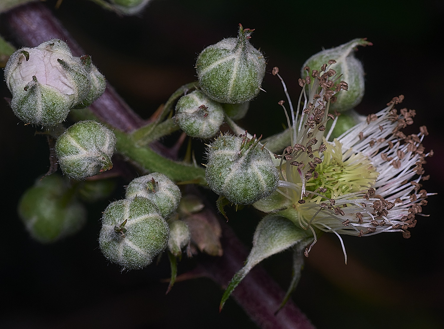 MuckleburghHillBramble191225-3