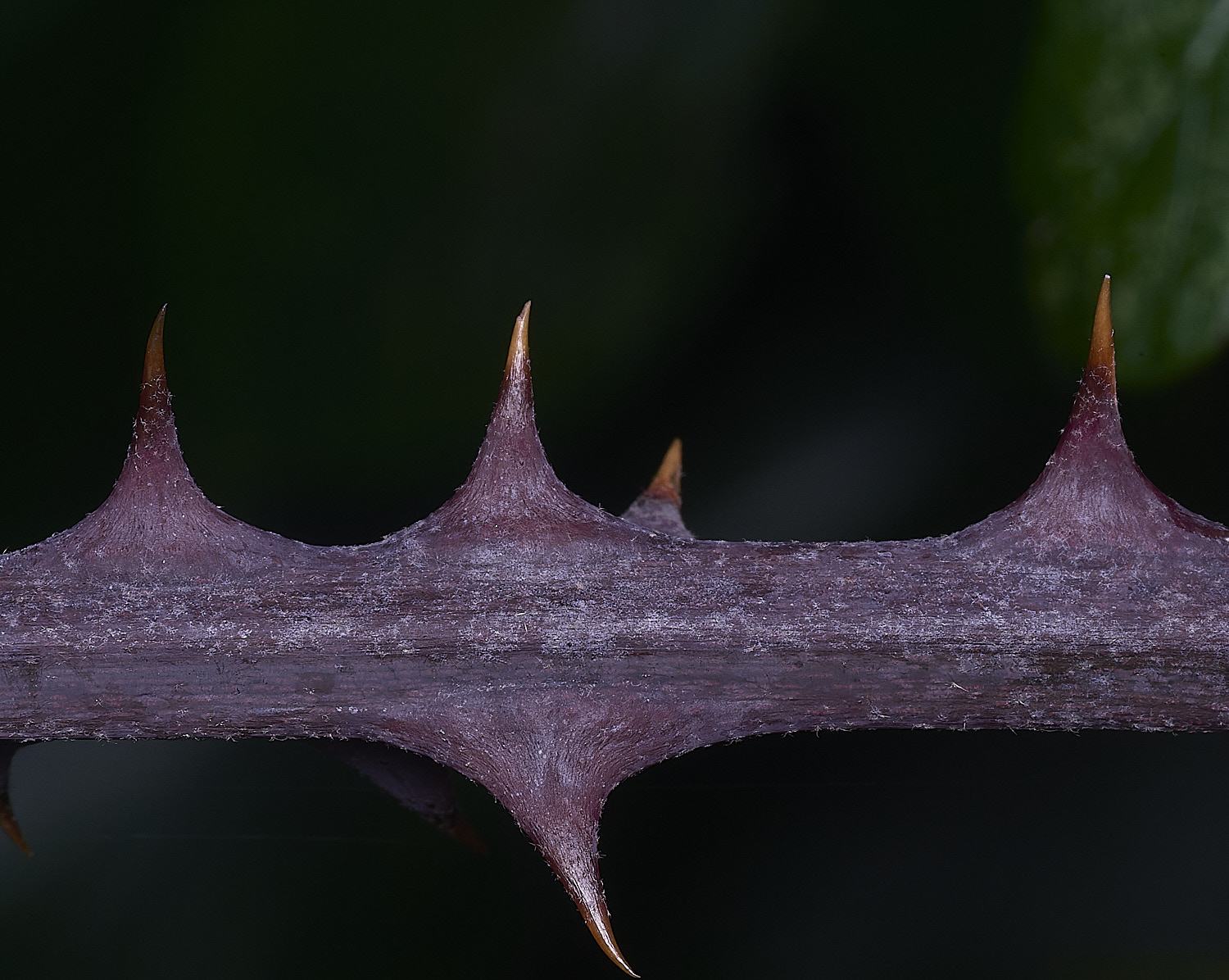 MuckleburghHillBramble191225-4