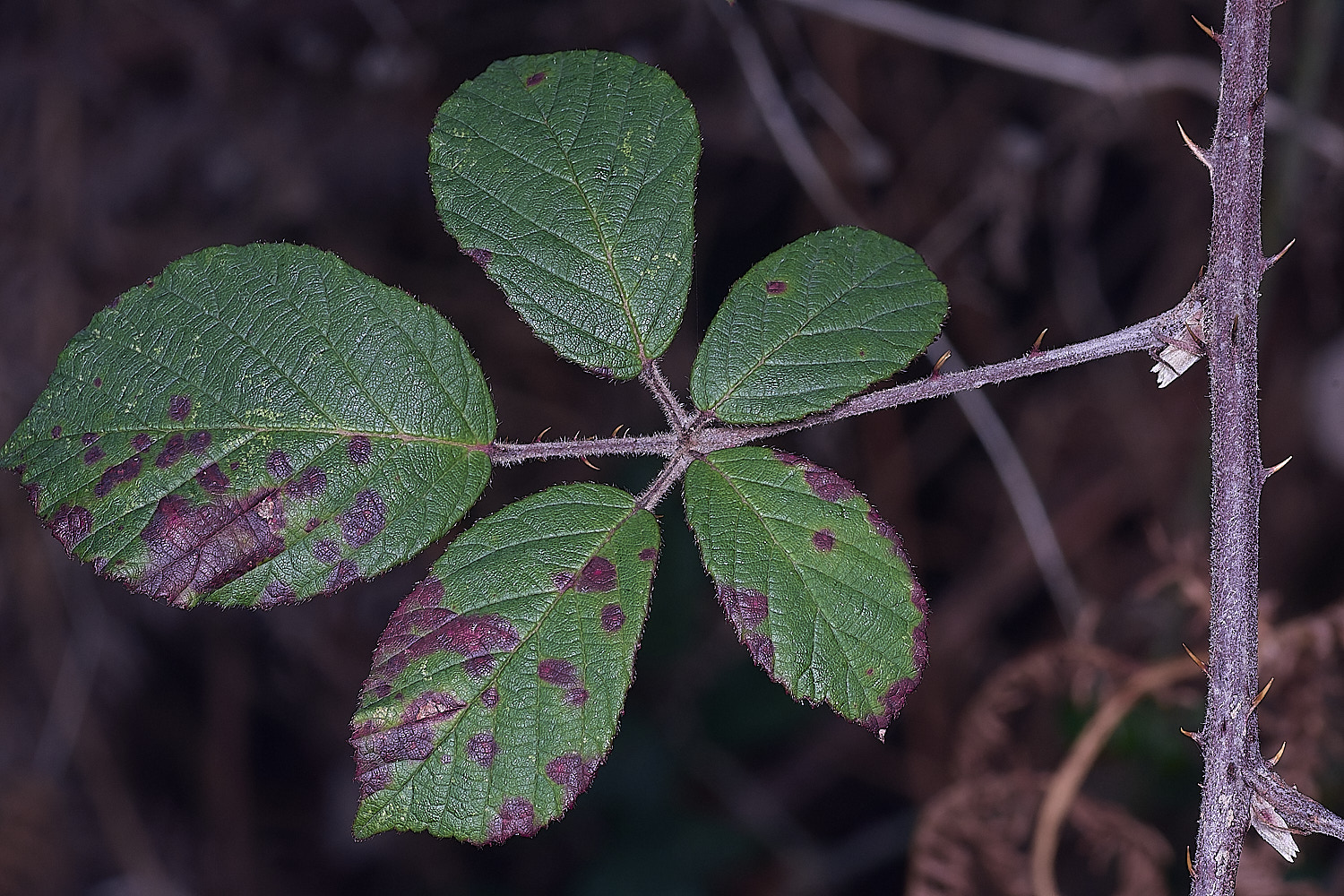 MuckleburghHillBramble191225-5