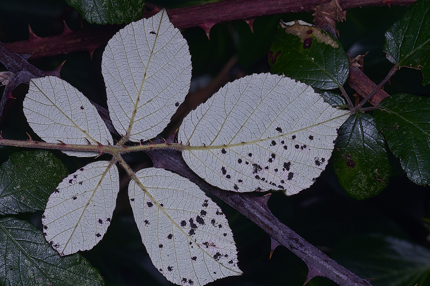 MuckleburghHillBramble191225-6