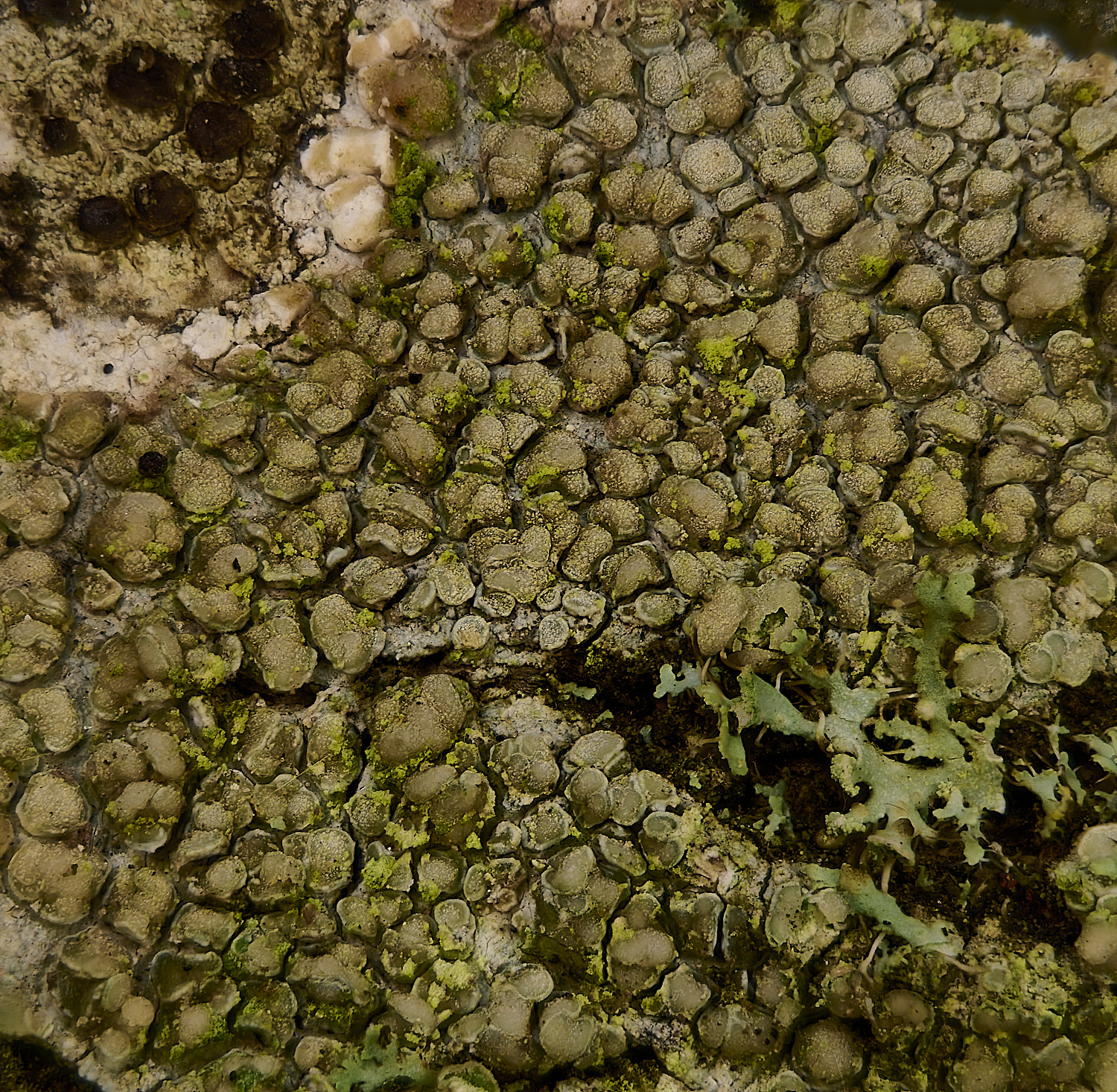MuckleburghHillCrustose161225-1