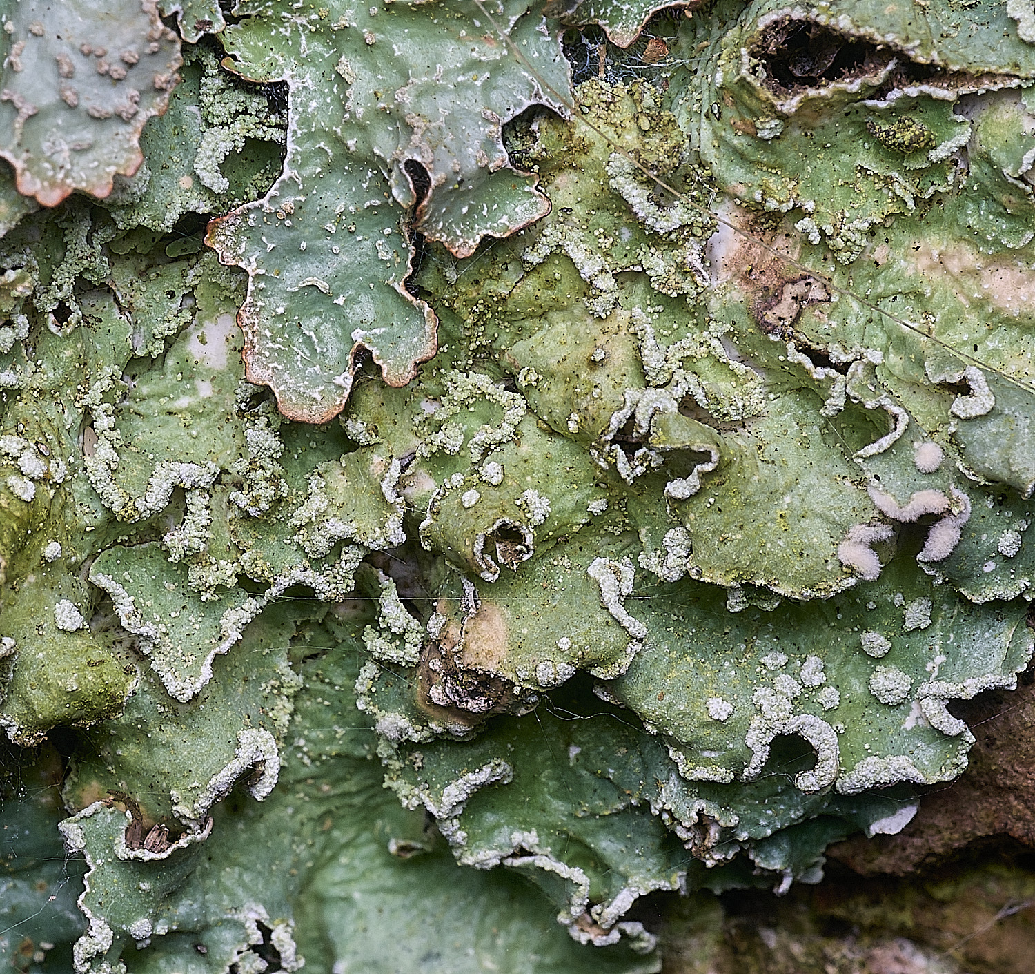 MuckleburghHillLichenSp1191225-2