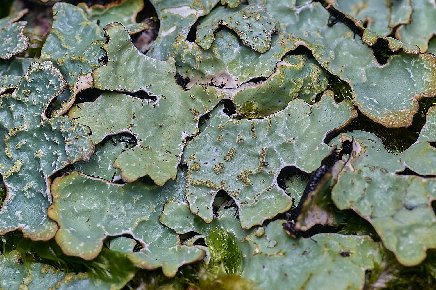 MuckleburghHillLichenSp1191225-4