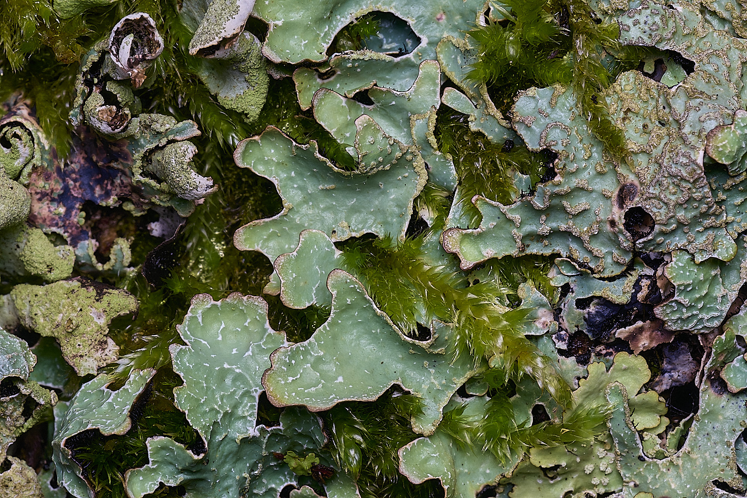 MuckleburghHillLichenSp1191225-6