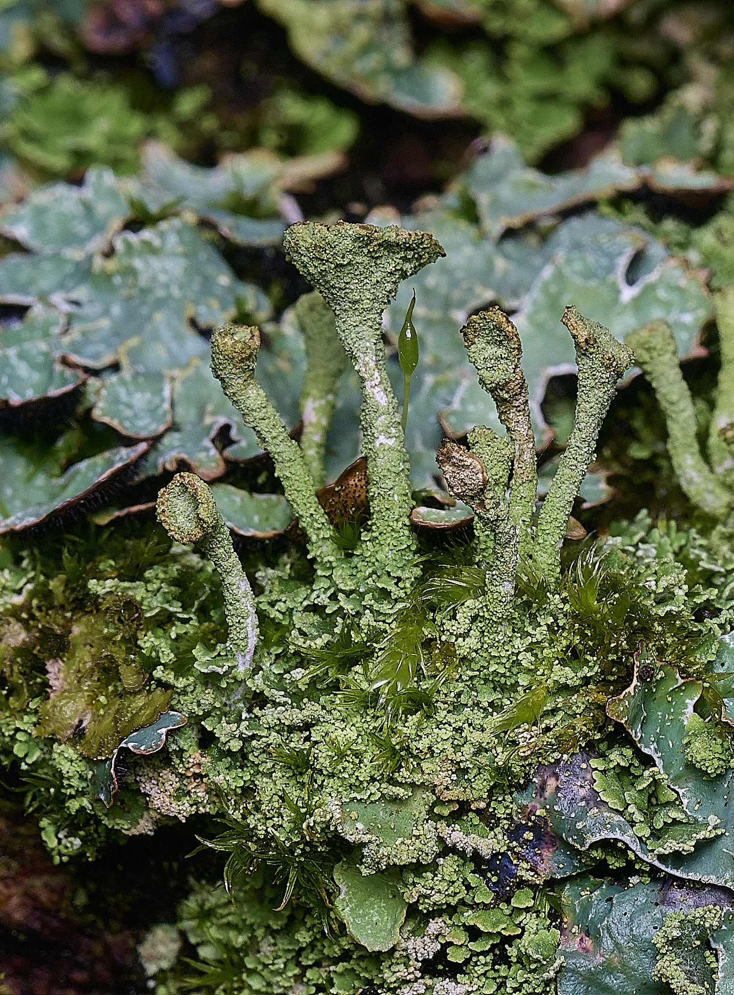 MuckleburghHillLichenSp3191225-2