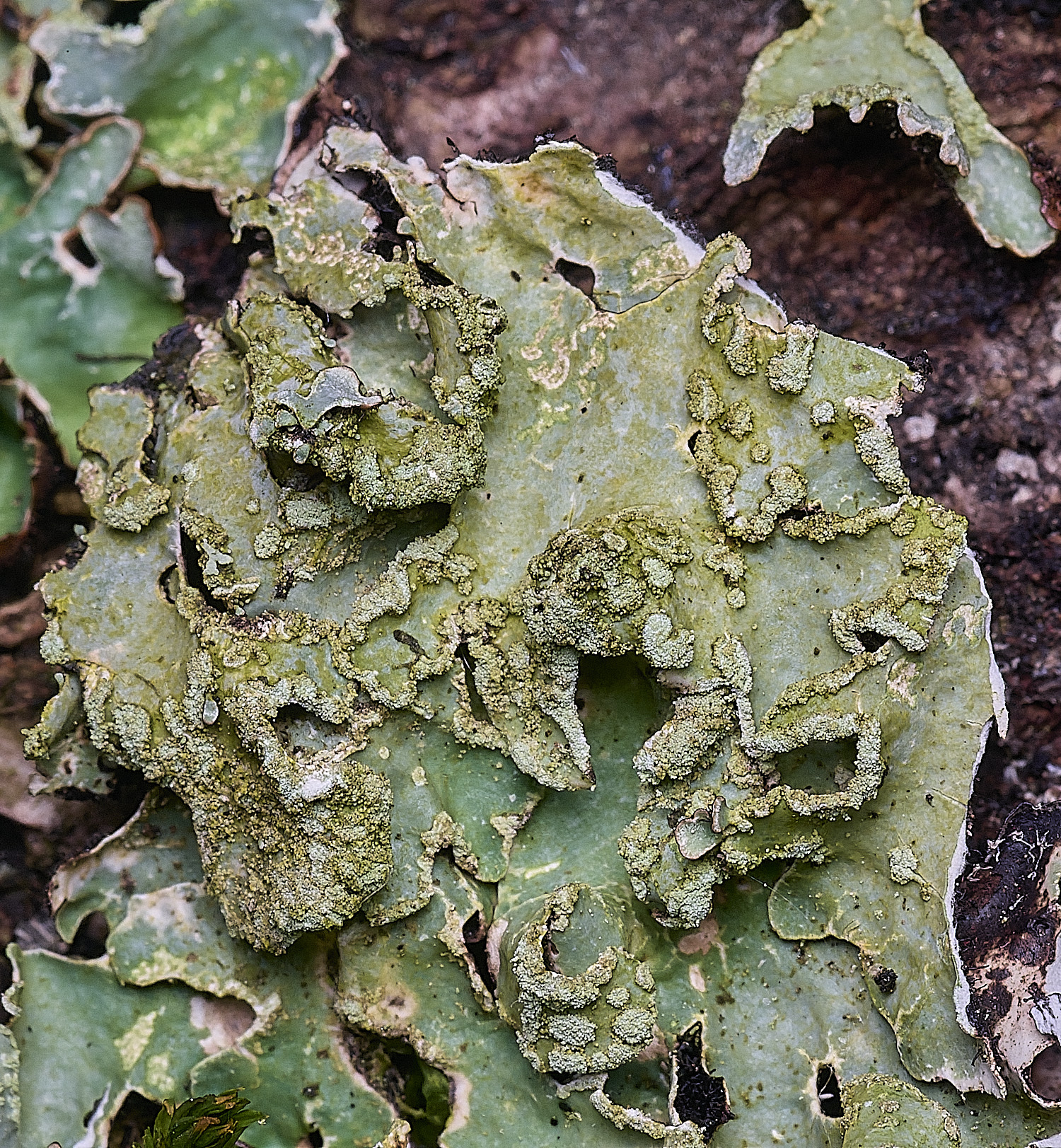 MuckleburghHillLichenSp4191225-3