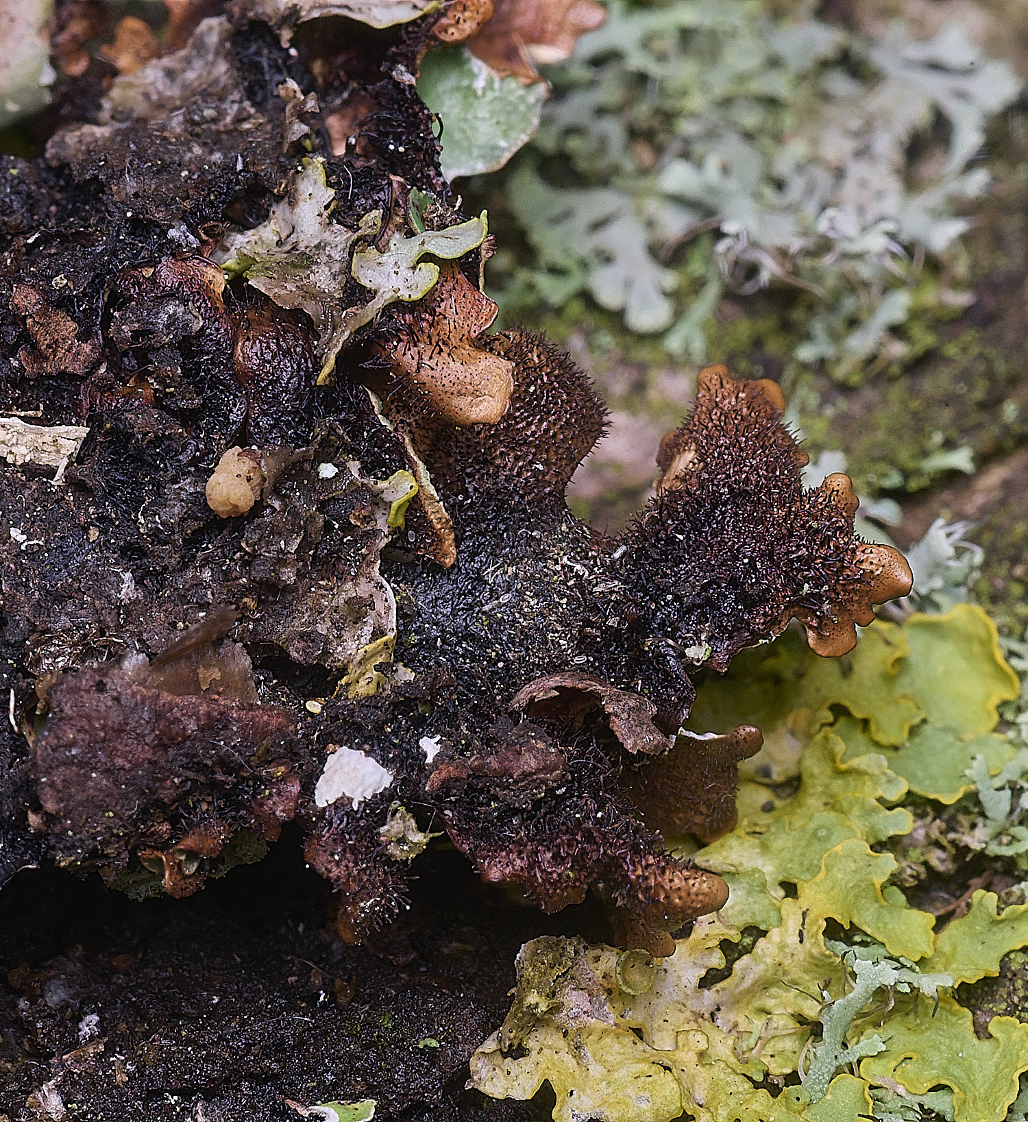 MuckleburghHillLichenSp4191225-4