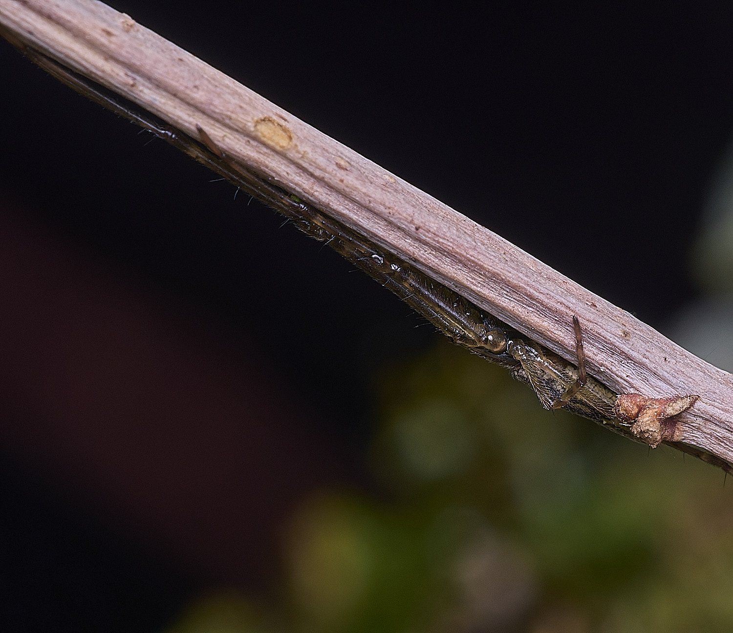 MuckleburghHillSpiderSp191225-1