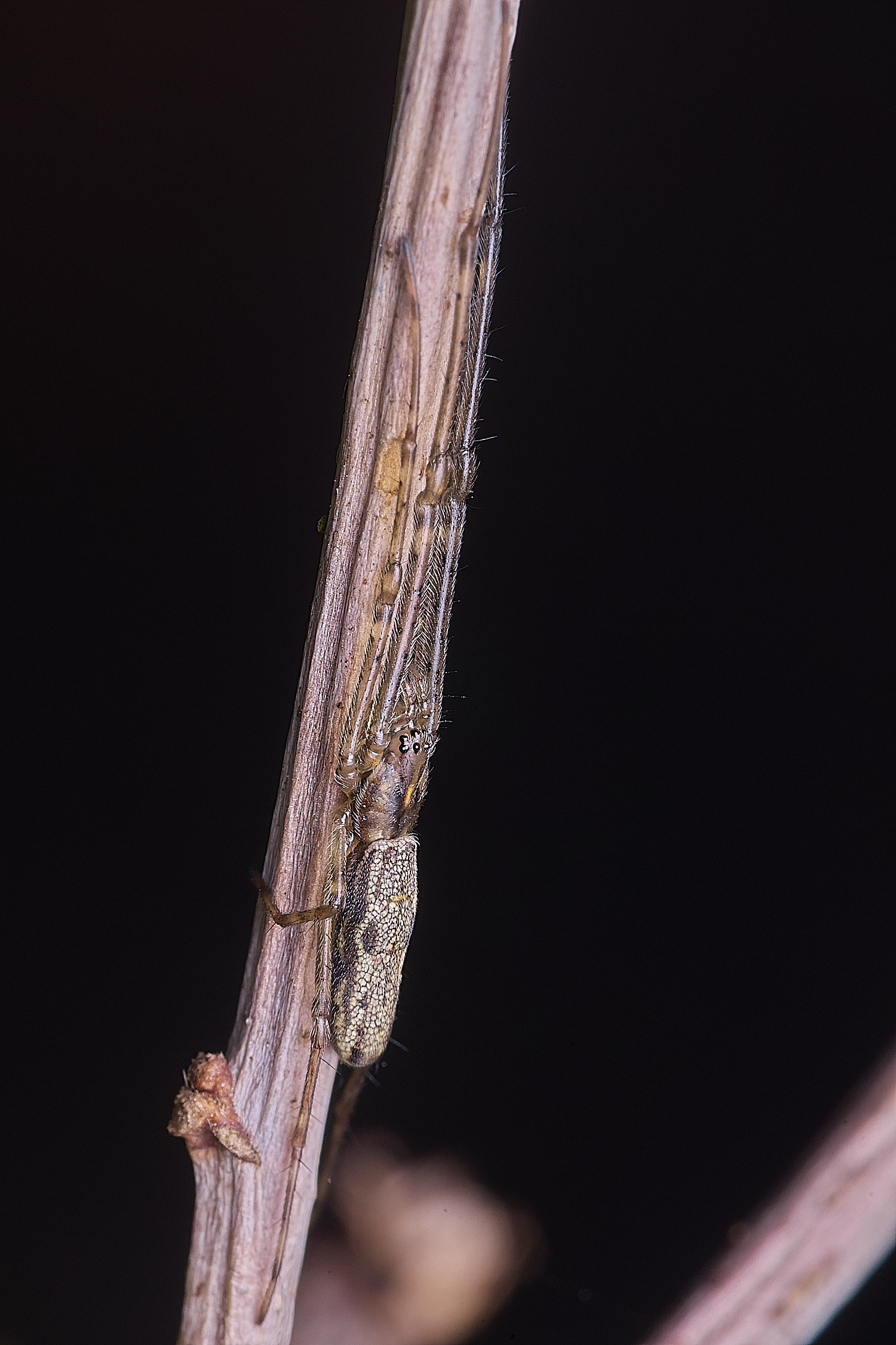 MuckleburghHillSpiderSp191225-2