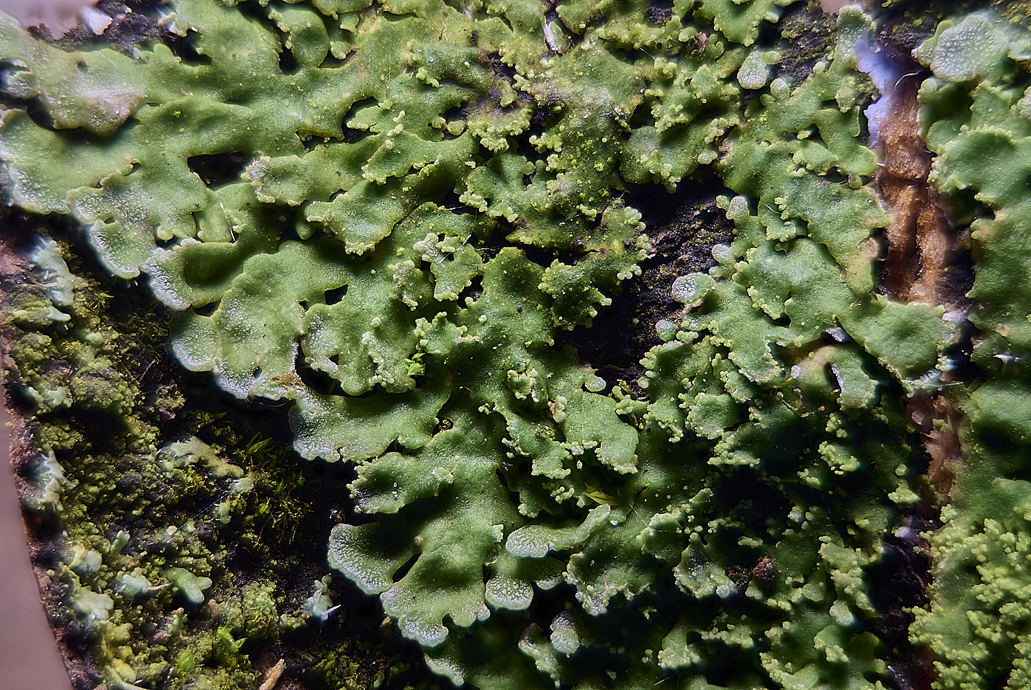 MuckleburghPgrisea1225-1