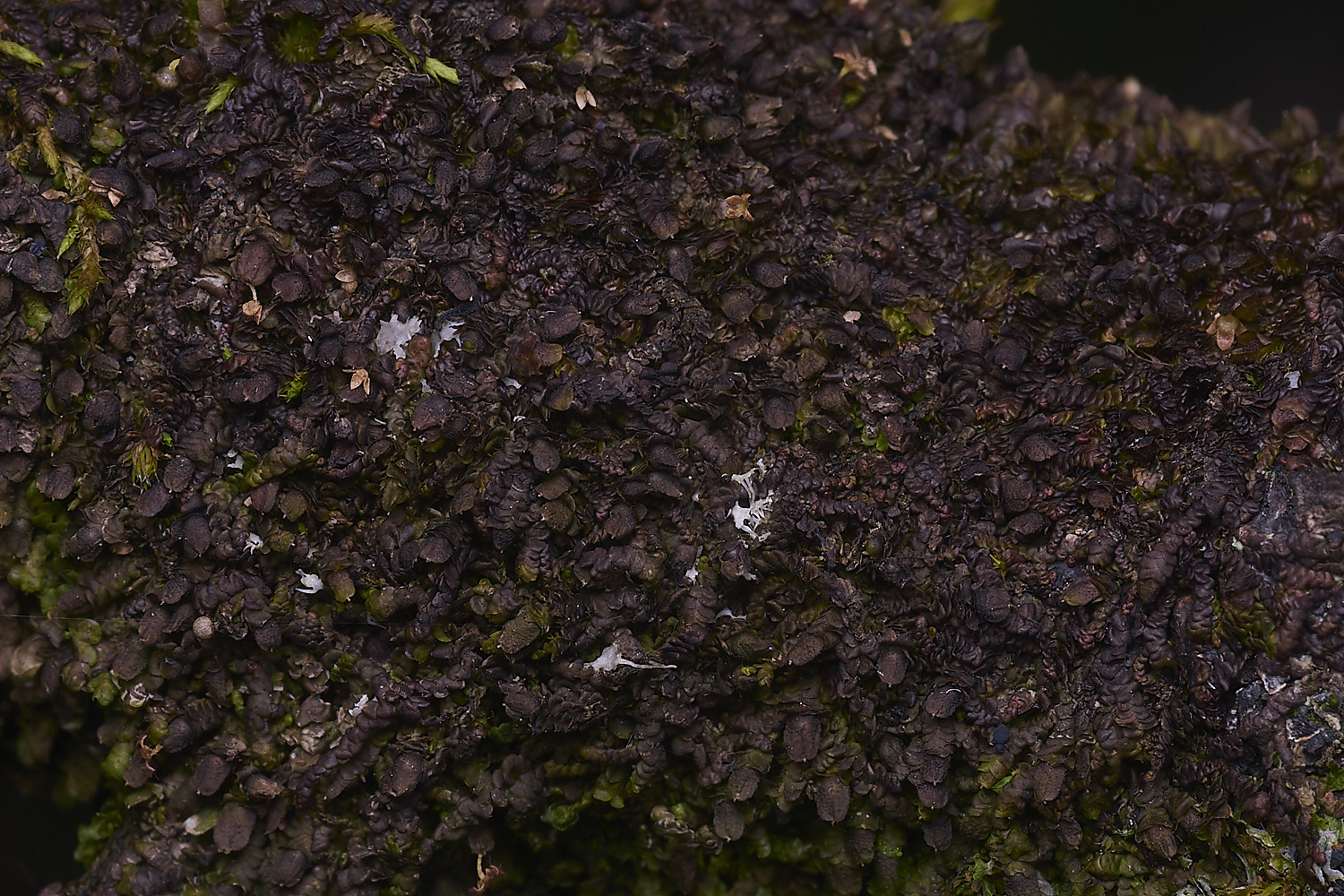 PepperPotHillFdilatata241125-1