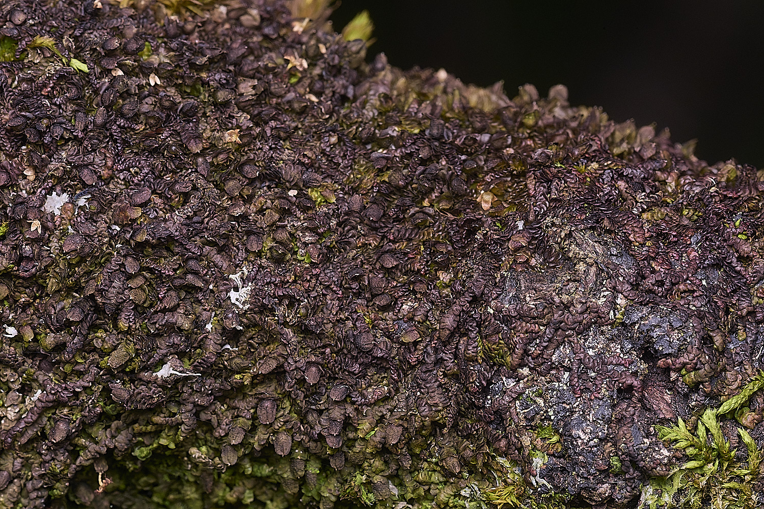 PepperPotHillFdilatata241125-2