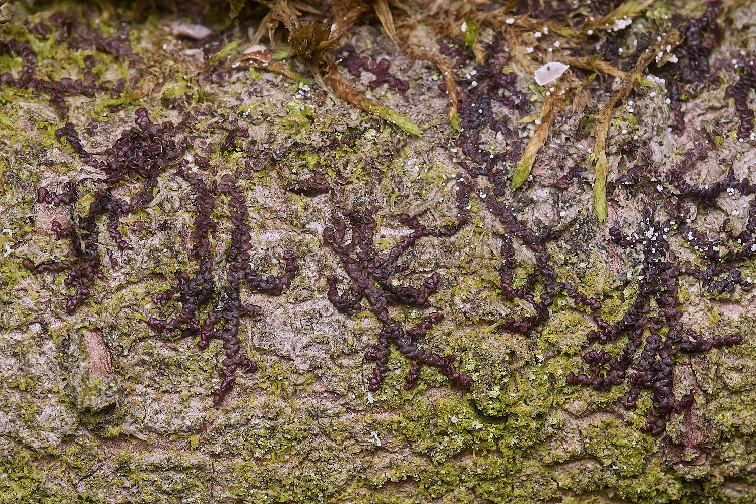 PepperPotHillFdilatata241125-3