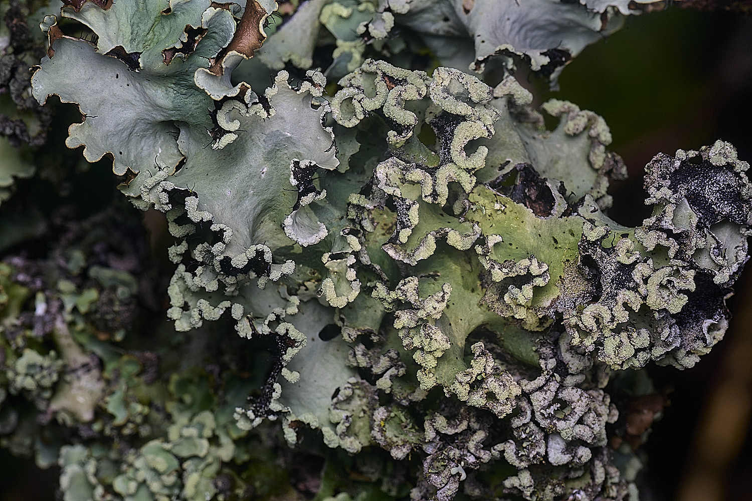 PepperPotHilLichen1241125-1