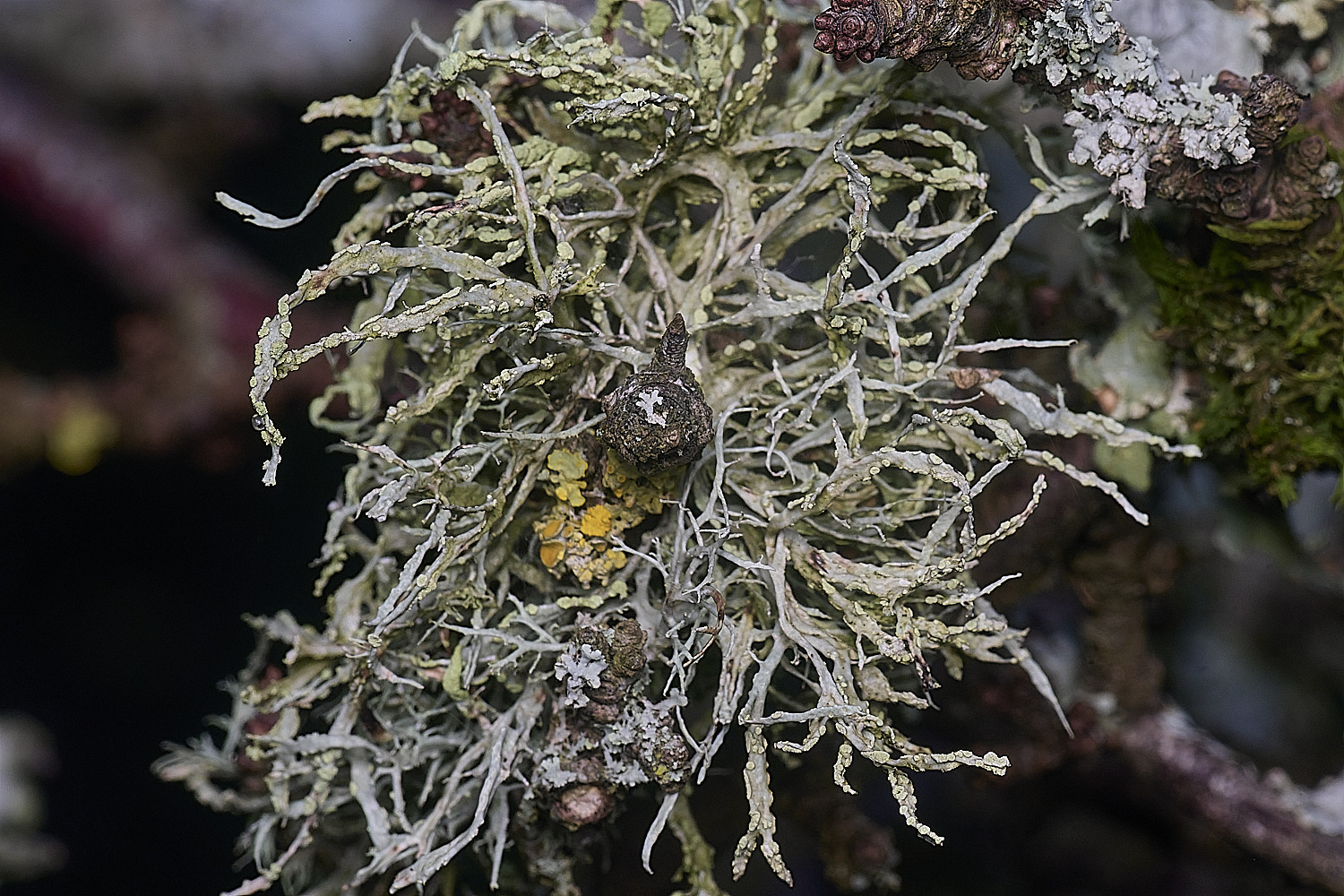 PepperPotHilLichen2241125-1