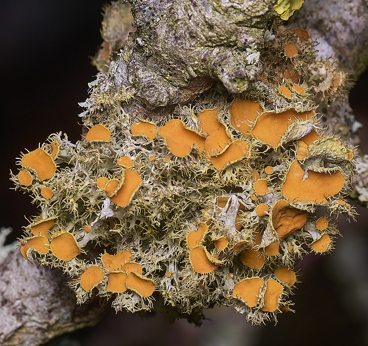 PepperPotHilLichen3241125-2