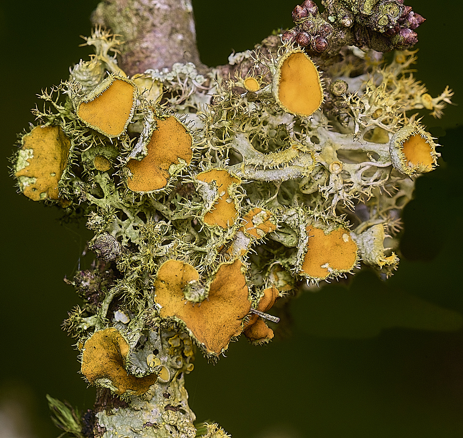 PepperPotHilLichen3241125-3