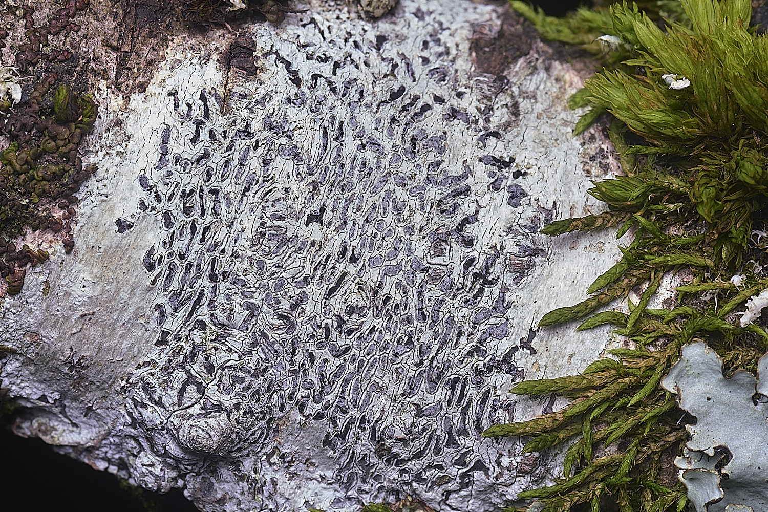 PepperPotHilLichen6241125-1