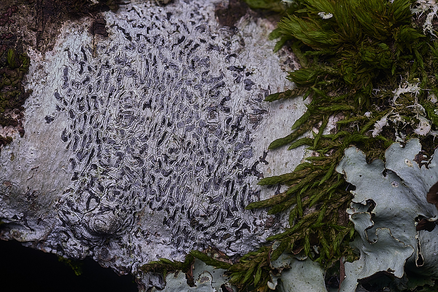 PepperPotHilLichen6241125-2