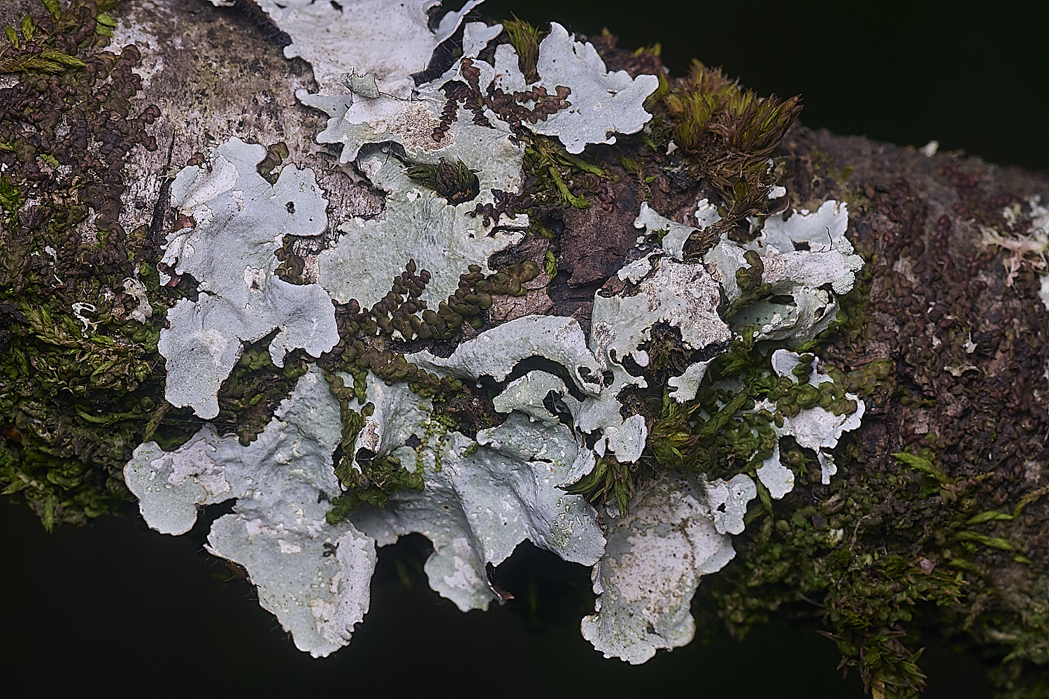 PepperPotHilLichen8241125-1