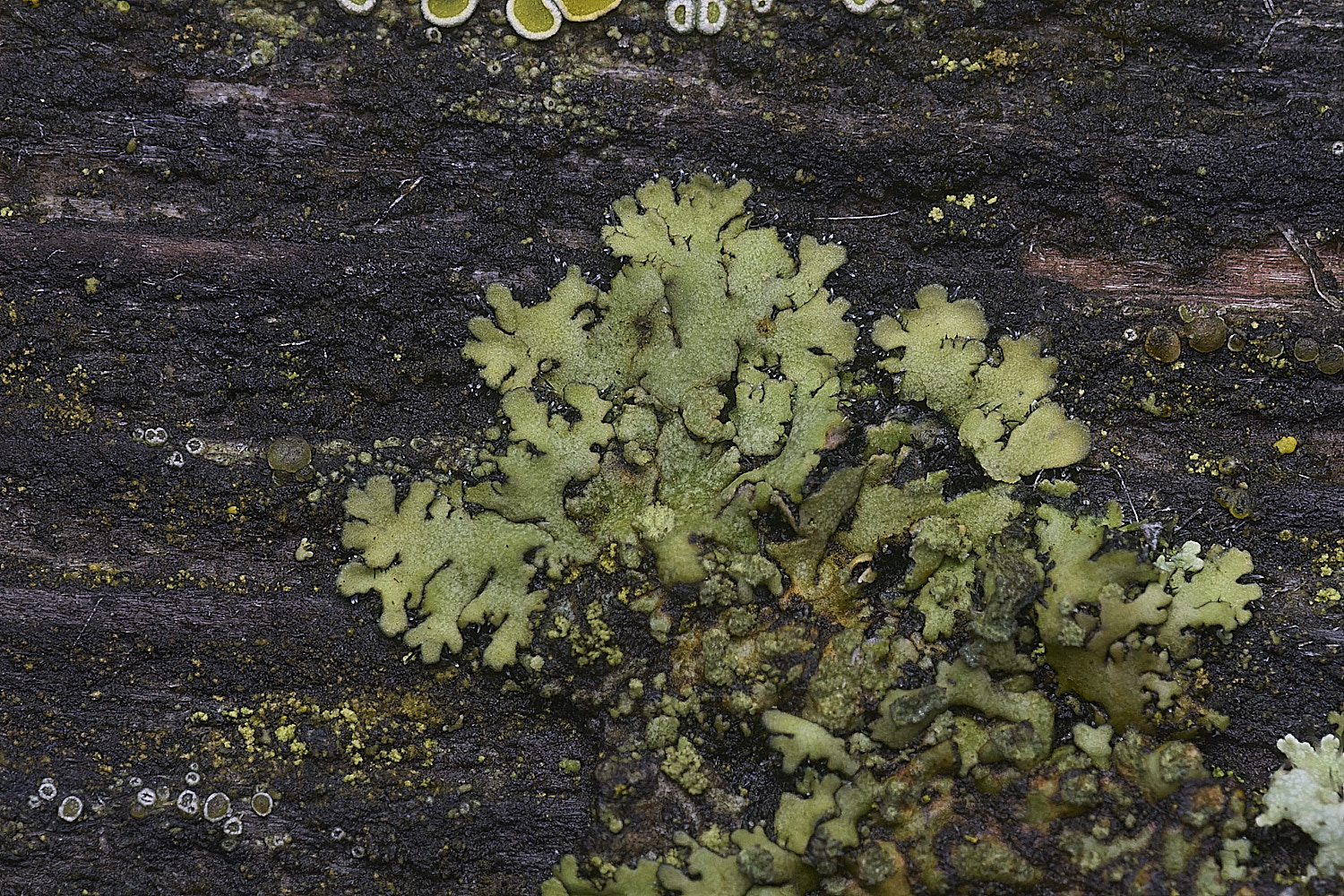 PepperPotHillLichen10241125-2