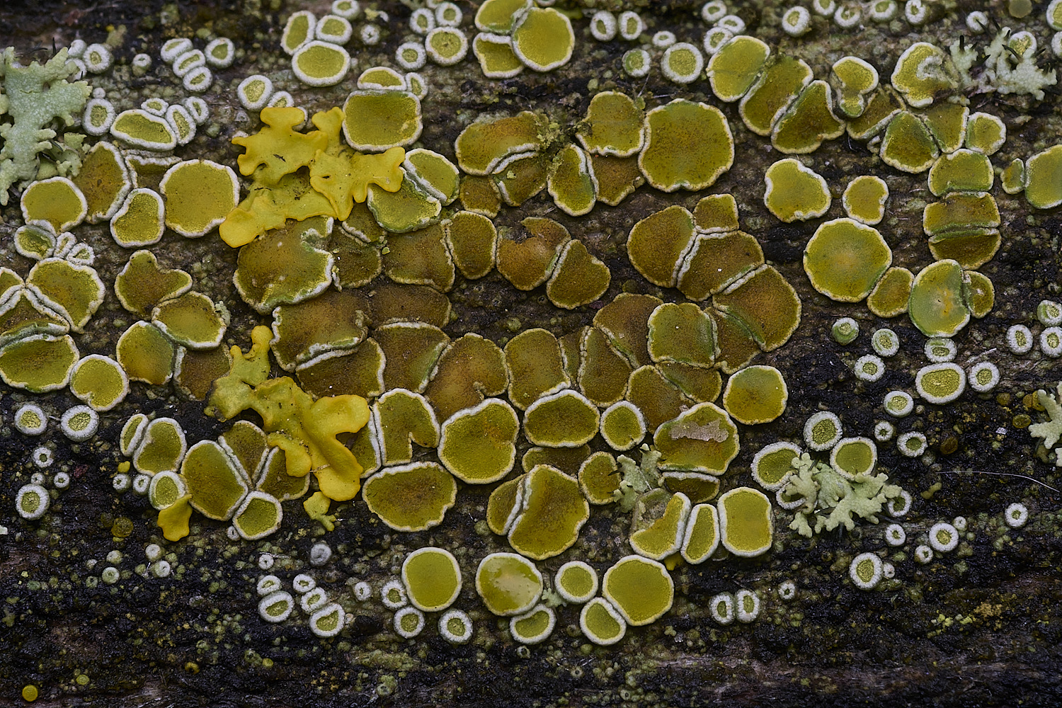 PepperPotHillLichen11241125-1