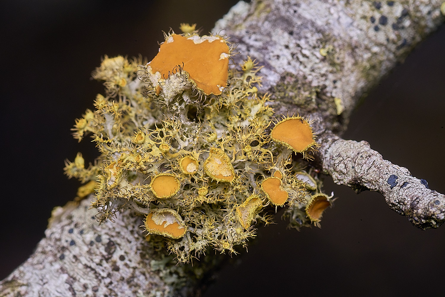 PepperPotHillLichen3241125-6