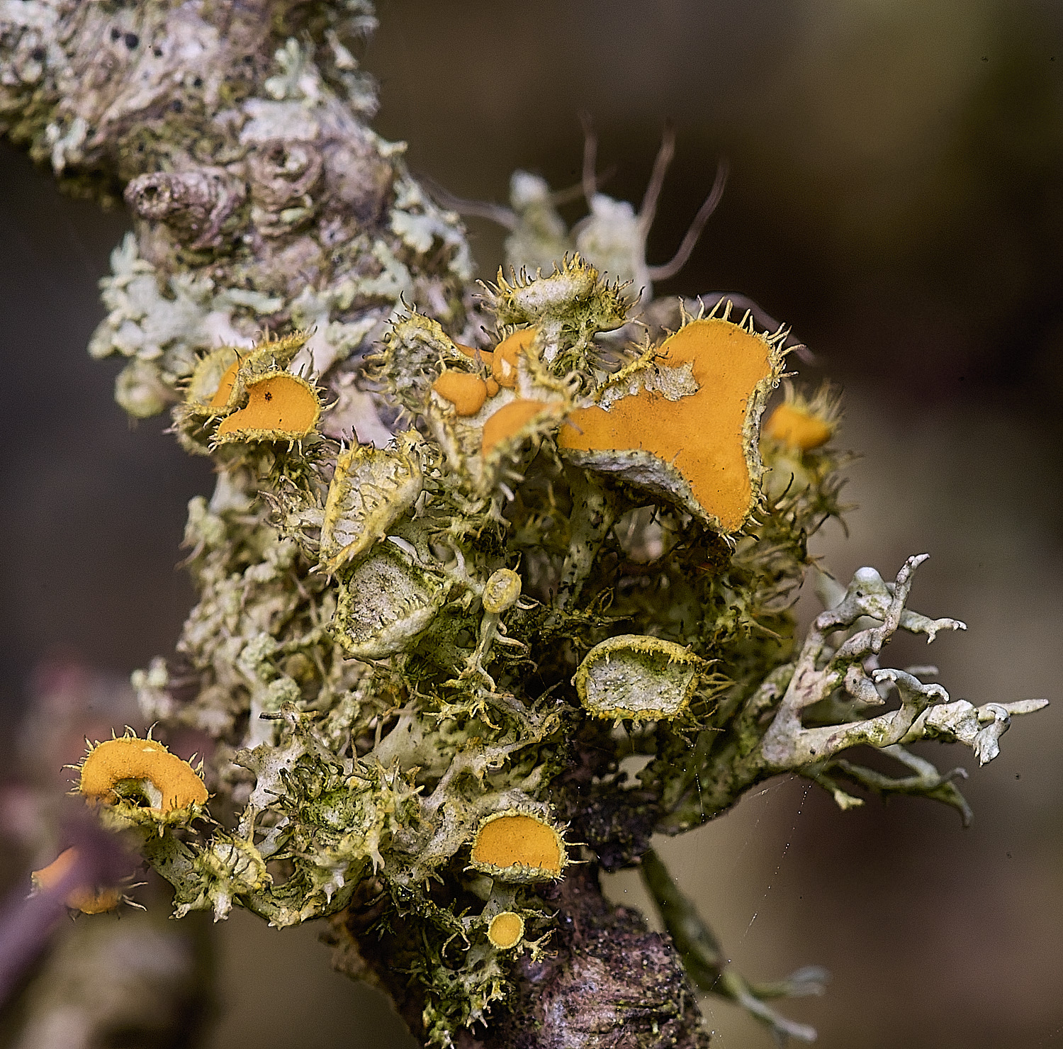 PepperPotHillLichen3241125-7