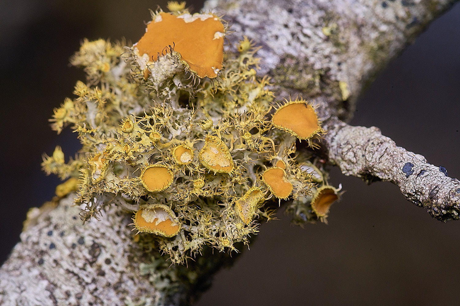 PepperPotHillLichen3241125-8