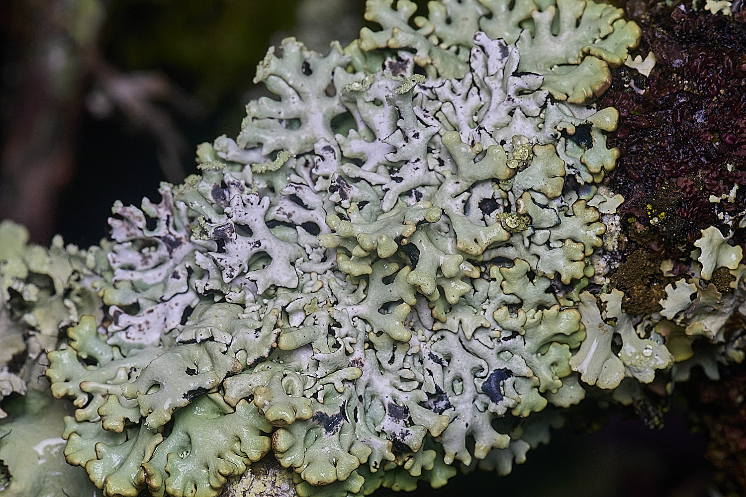 PepperPotHillLichen9241125-1