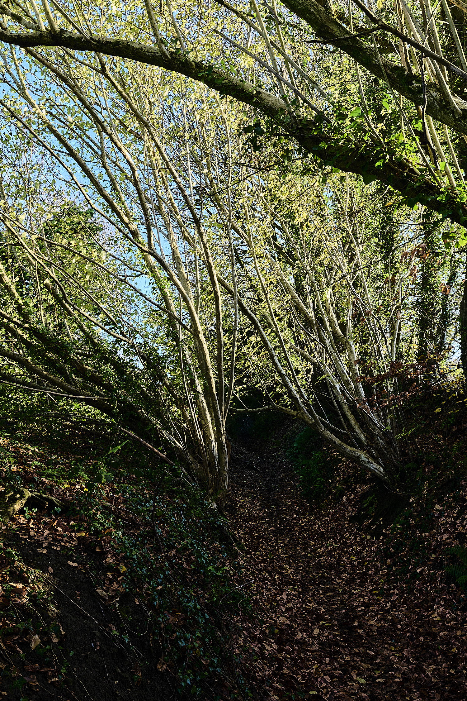 ShaftesburyHollowPath301125-2