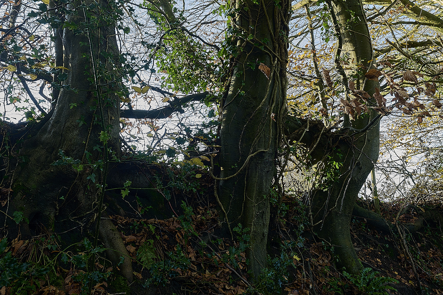 ShaftesburyHollowPath301125-4