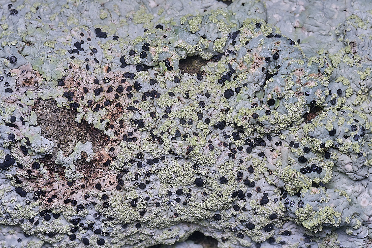 ShaftesburyLichen2301125-1