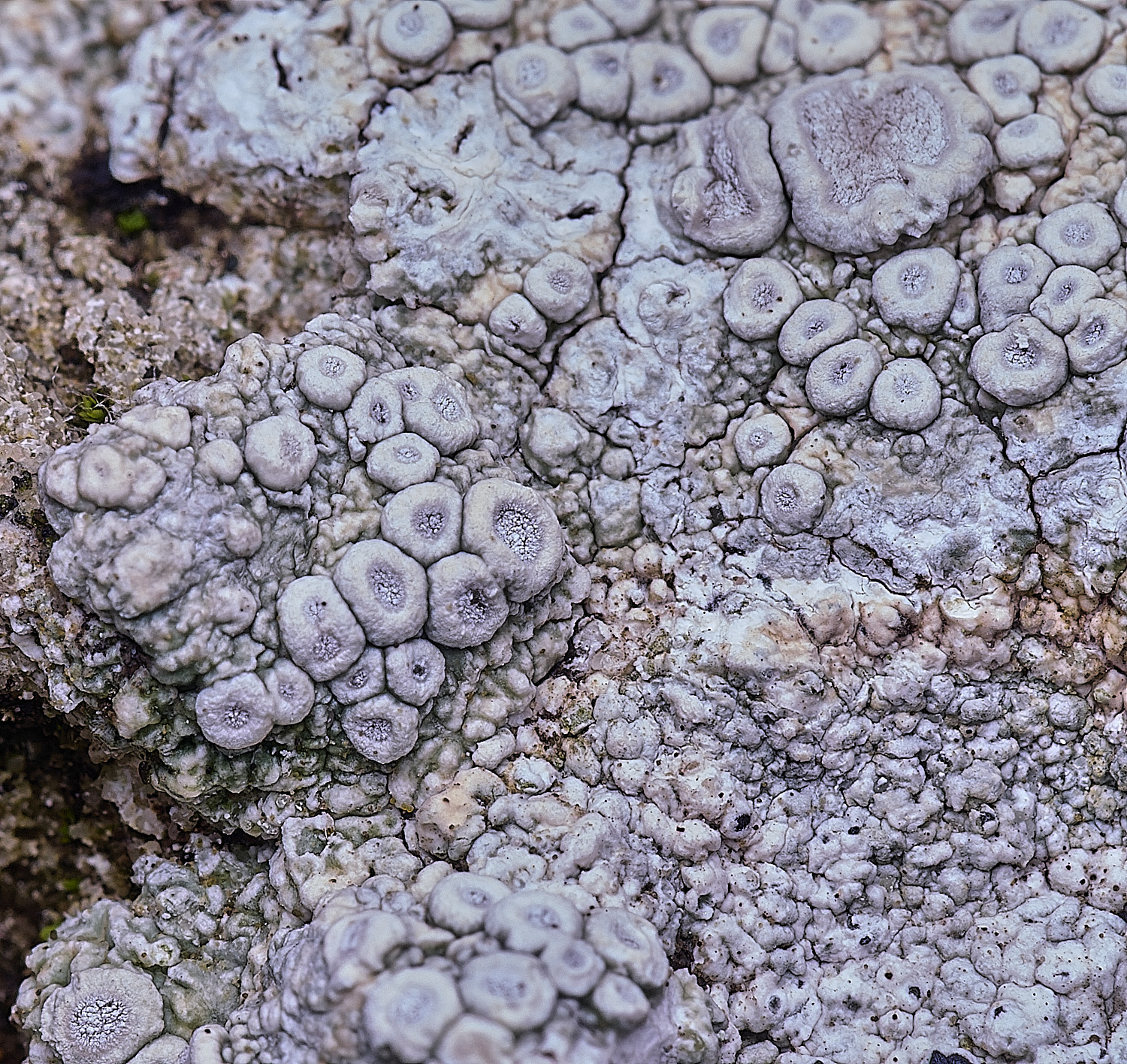 ShaftesburyLichen4301125-1