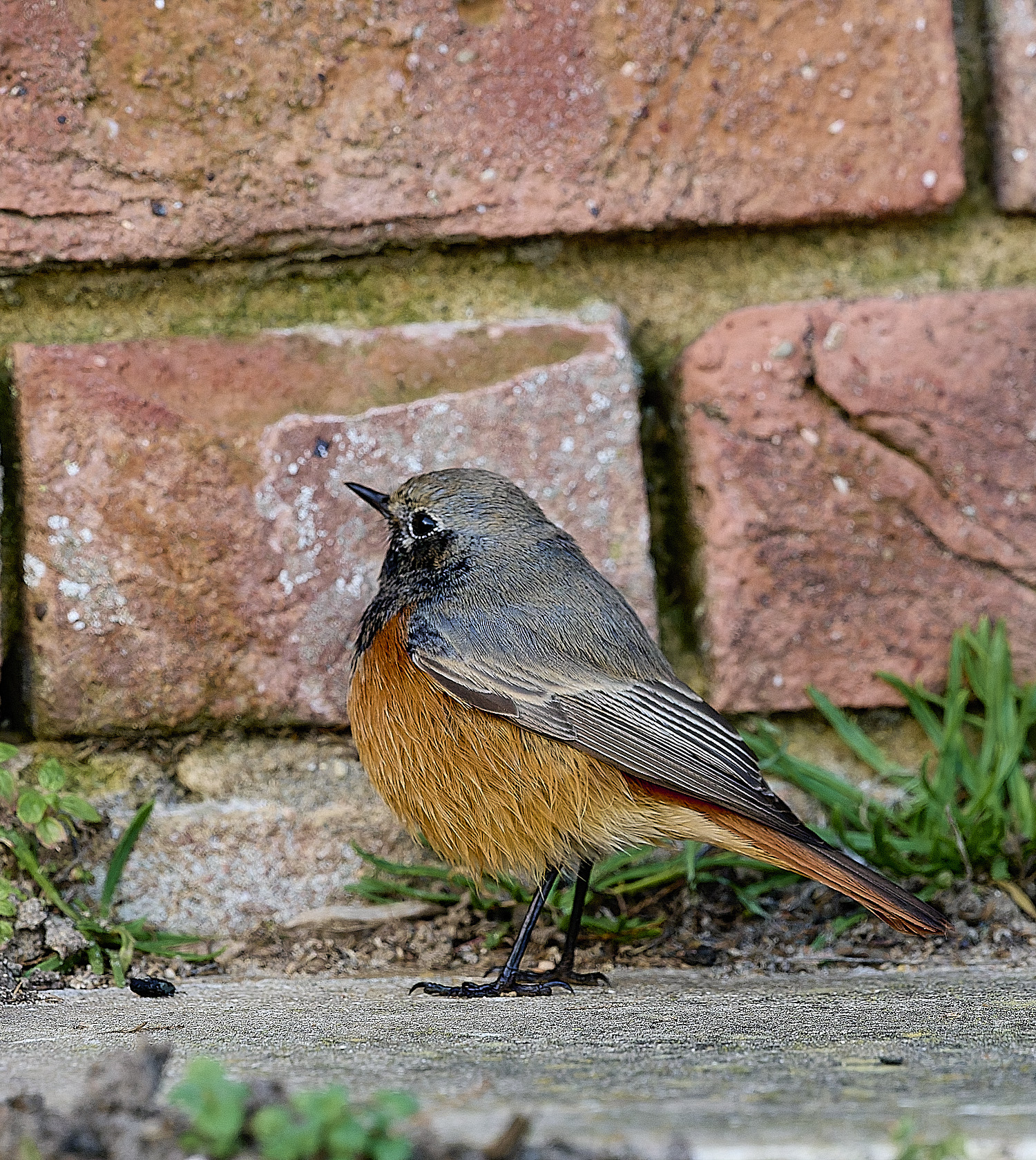 SheringhamBlackRedstart261225-10