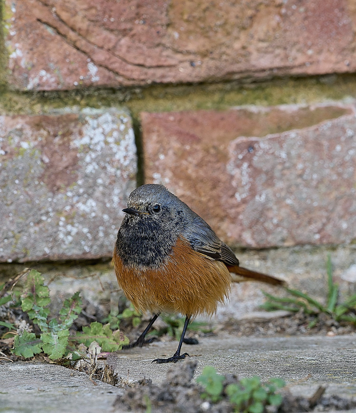 SheringhamBlackRedstart261225-11