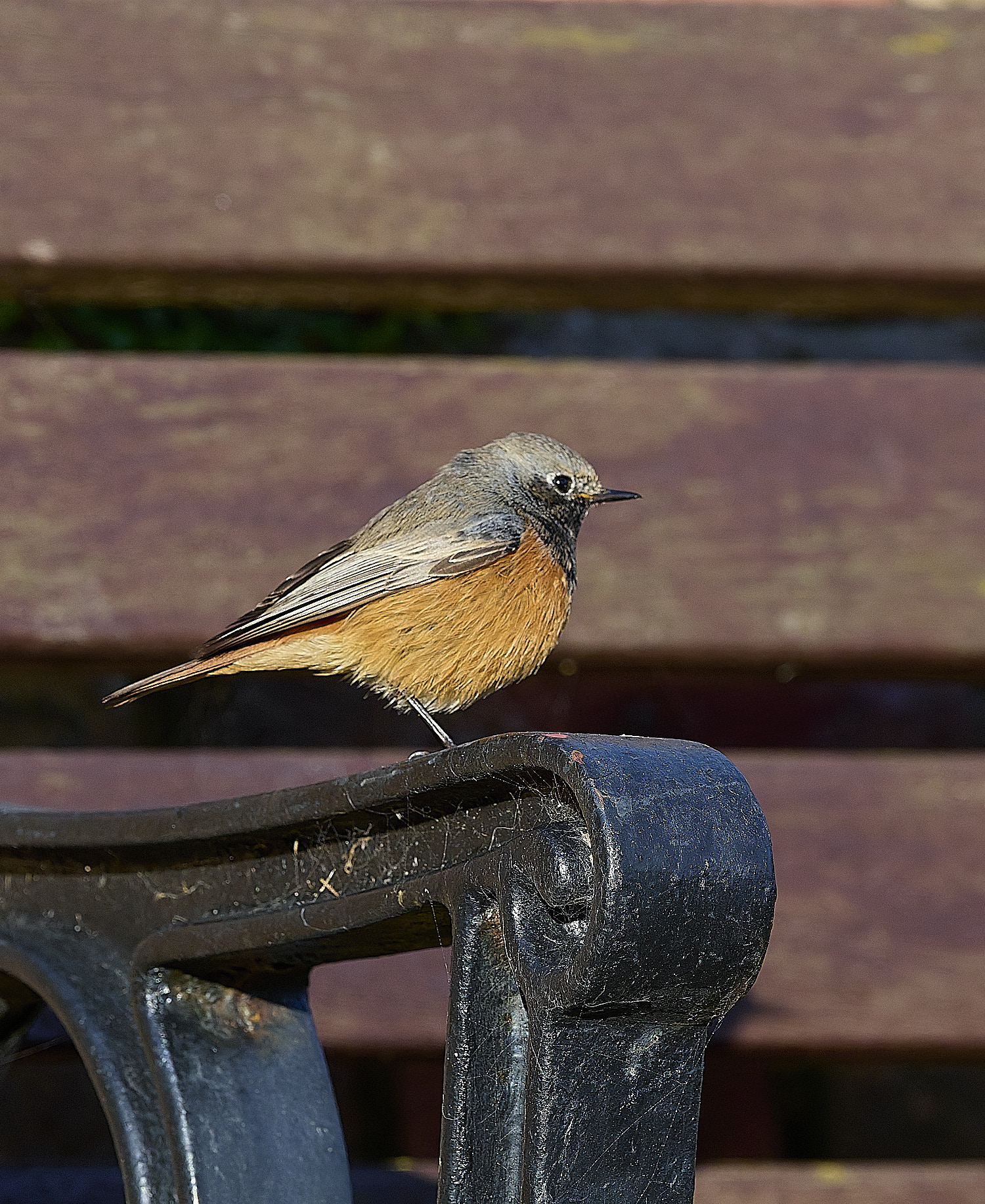 SheringhamBlackRedstart261225-13