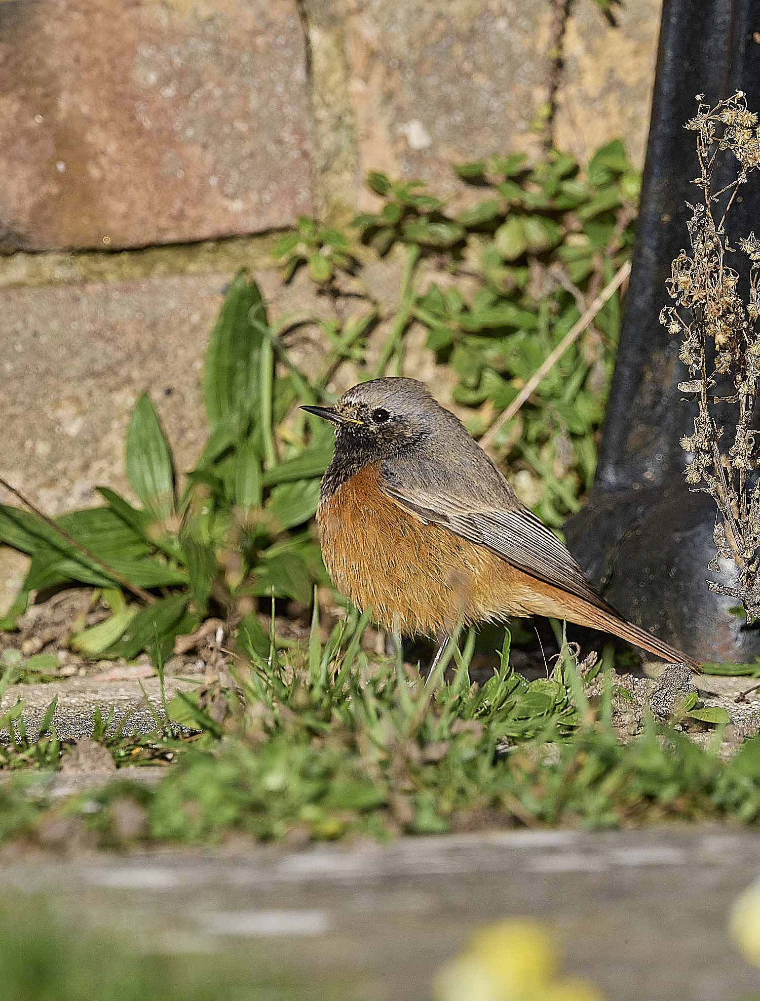 SheringhamBlackRedstart261225-16