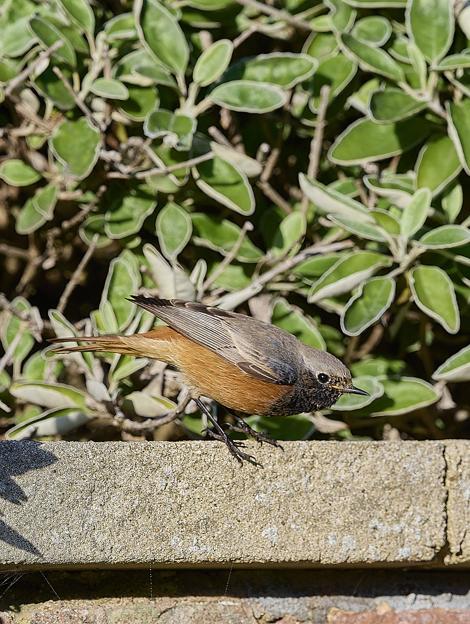 SheringhamBlackRedstart261225-3