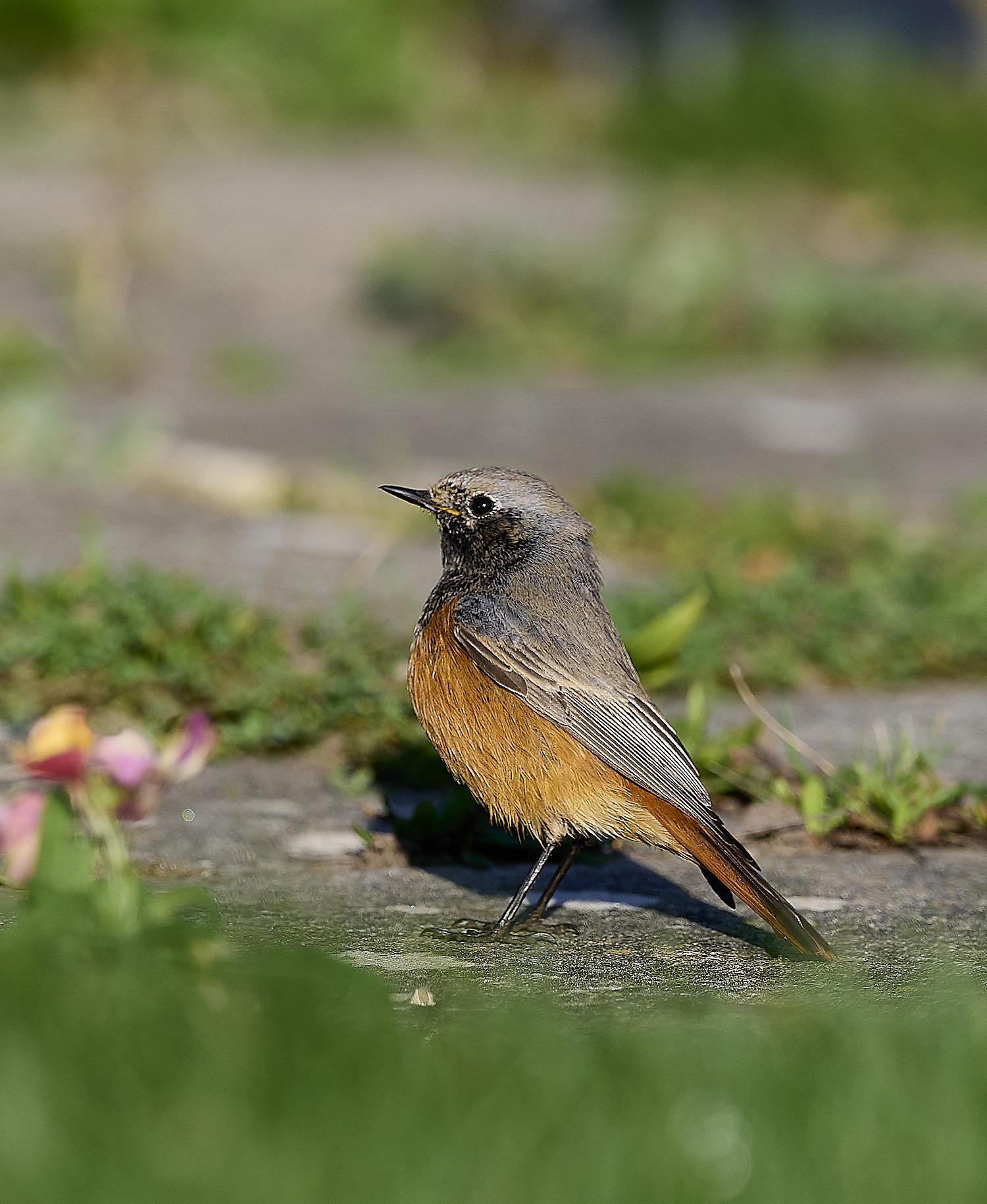 SheringhamBlackRedstart261225-4