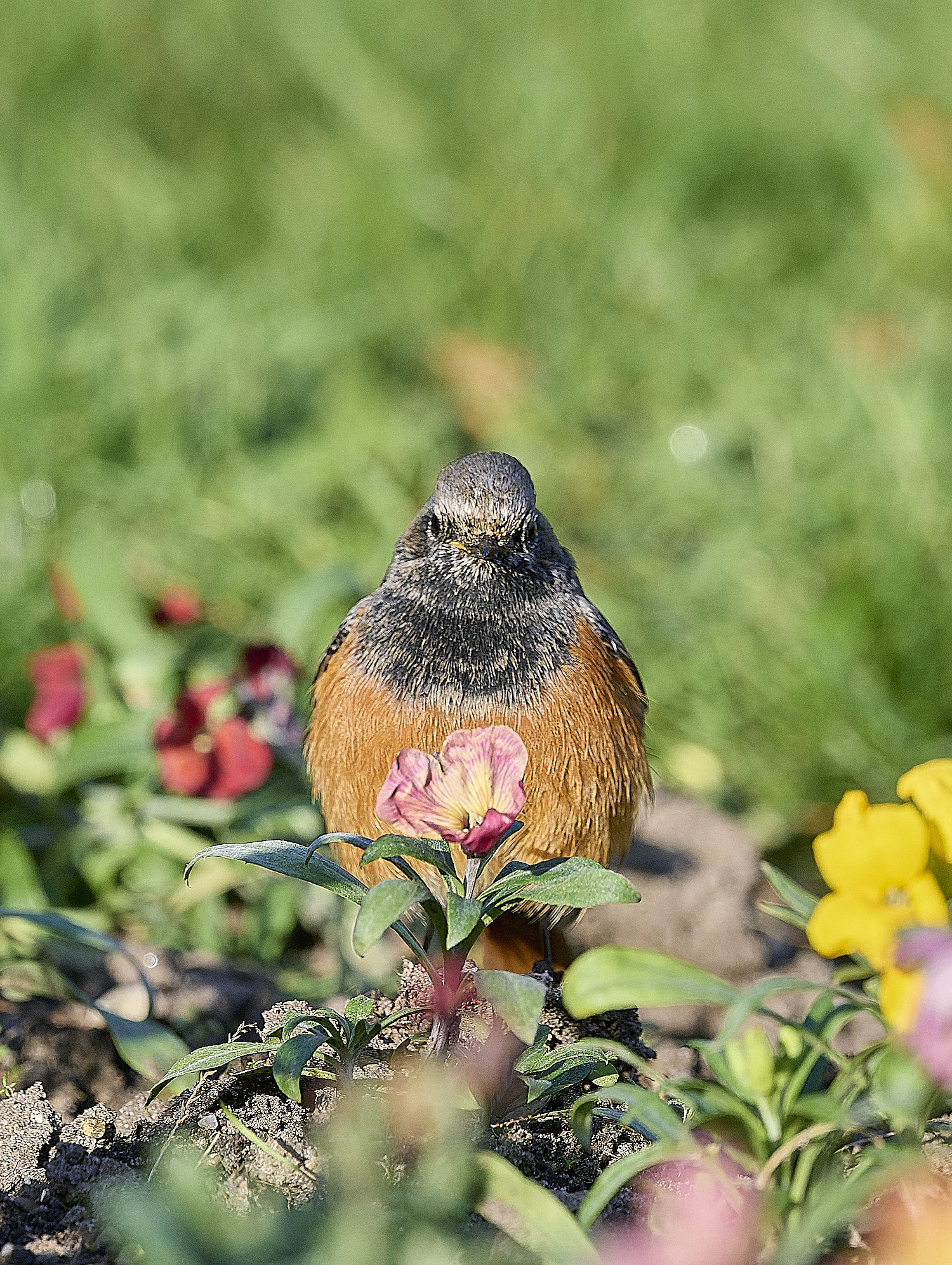 SheringhamBlackRedstart261225-5