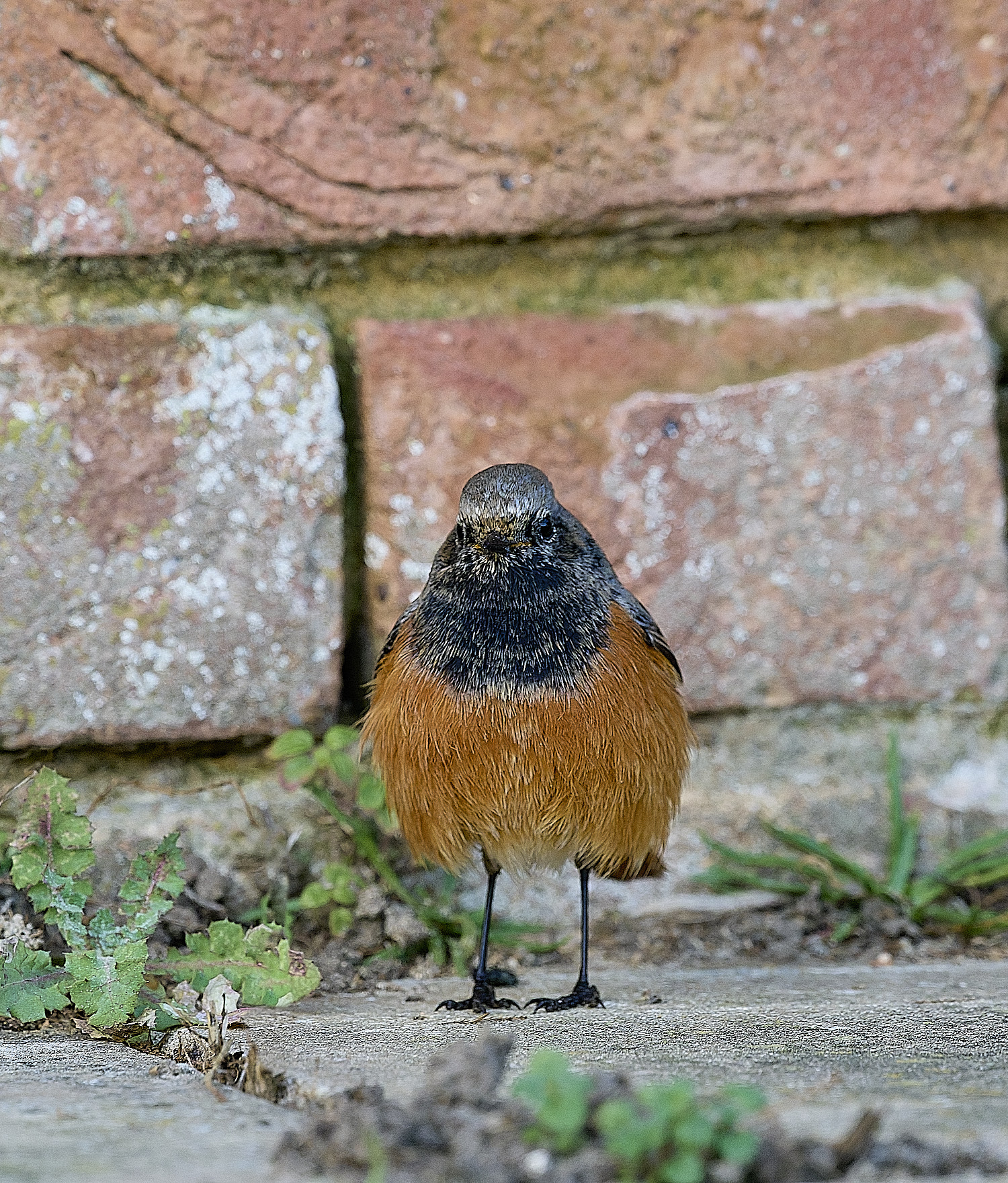 SheringhamBlackRedstart261225-7